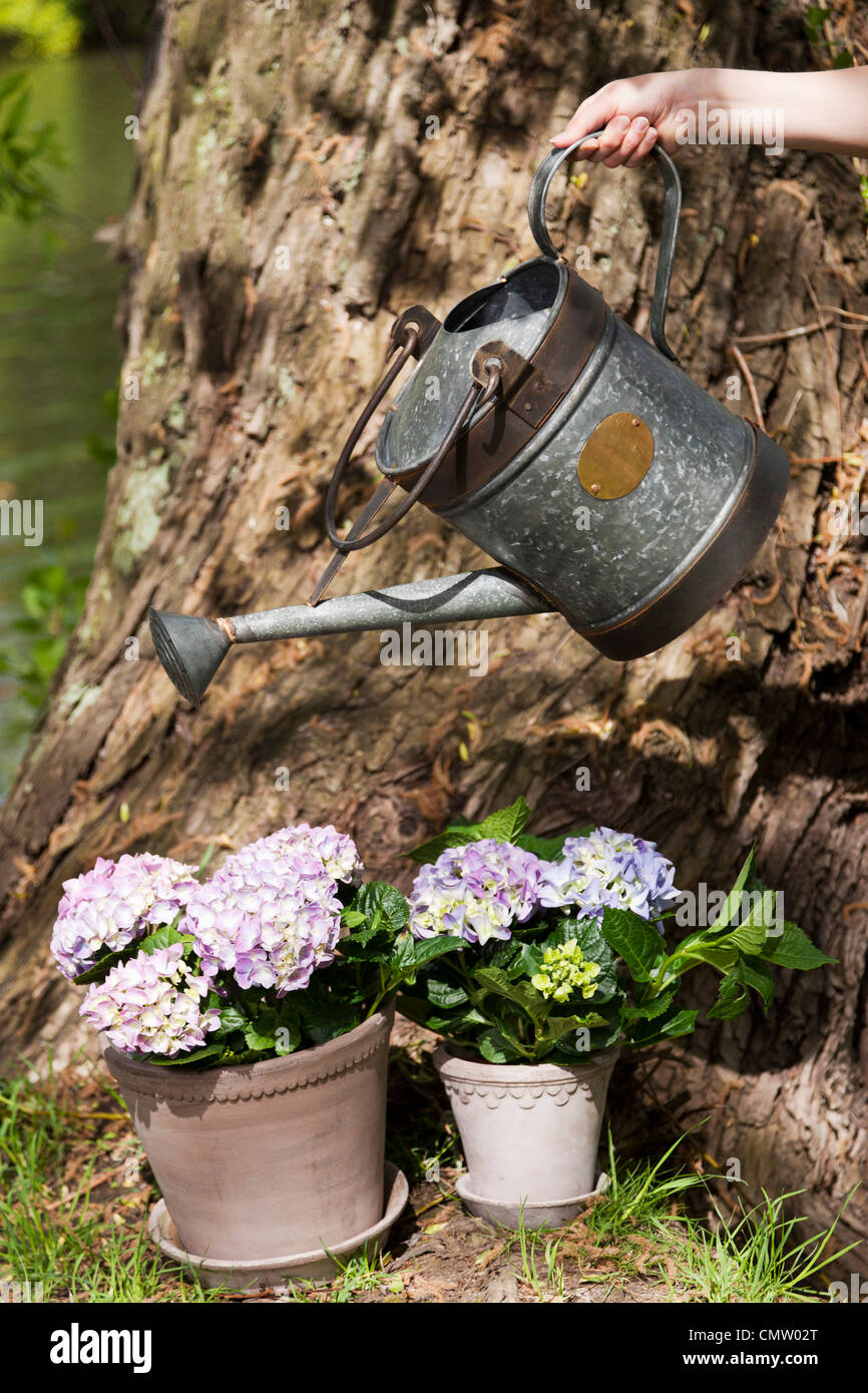 Water pitcher and flowers Stock Photo Alamy