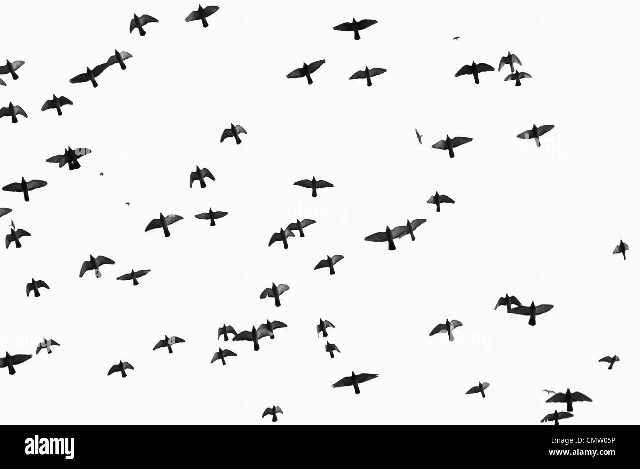 Birds Flying Wallpaper Black And White