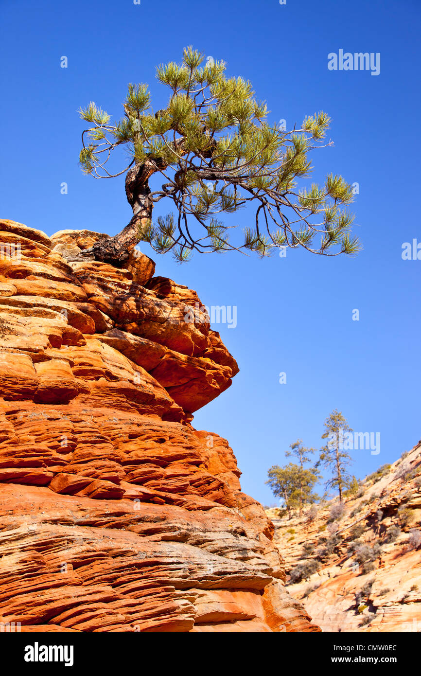 A very determined Pinion Pine Tree growing from the top of a sandstone