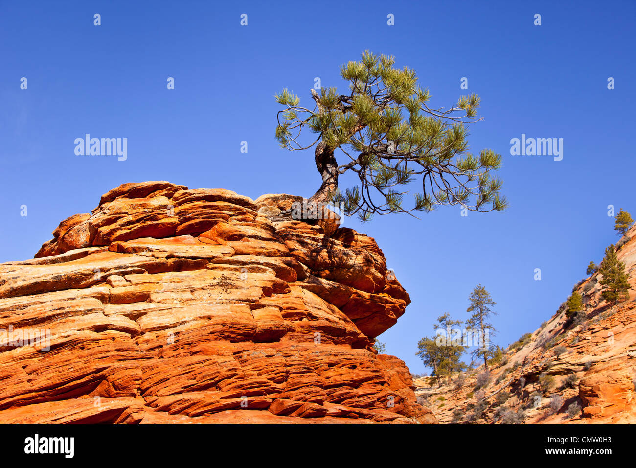A very determined Pinion Pine Tree growing from the top of a sandstone formation, Zion National Park, Utah USA Stock Photo