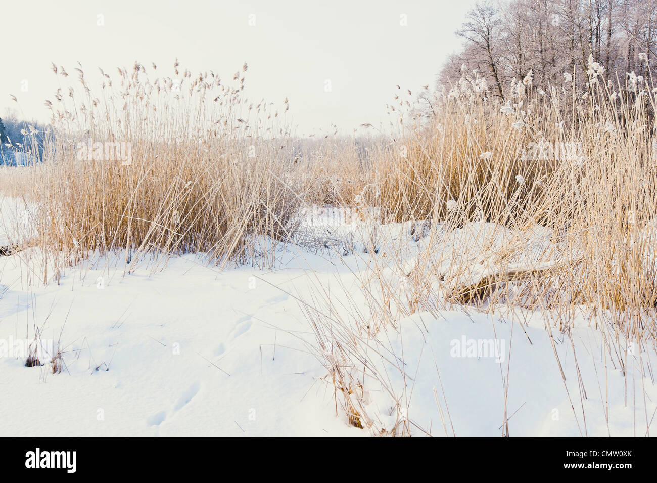 Reed in winter landscape Stock Photo Alamy