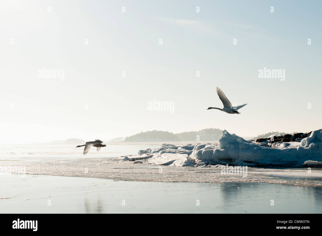 Birds in flight during winter Stock Photo