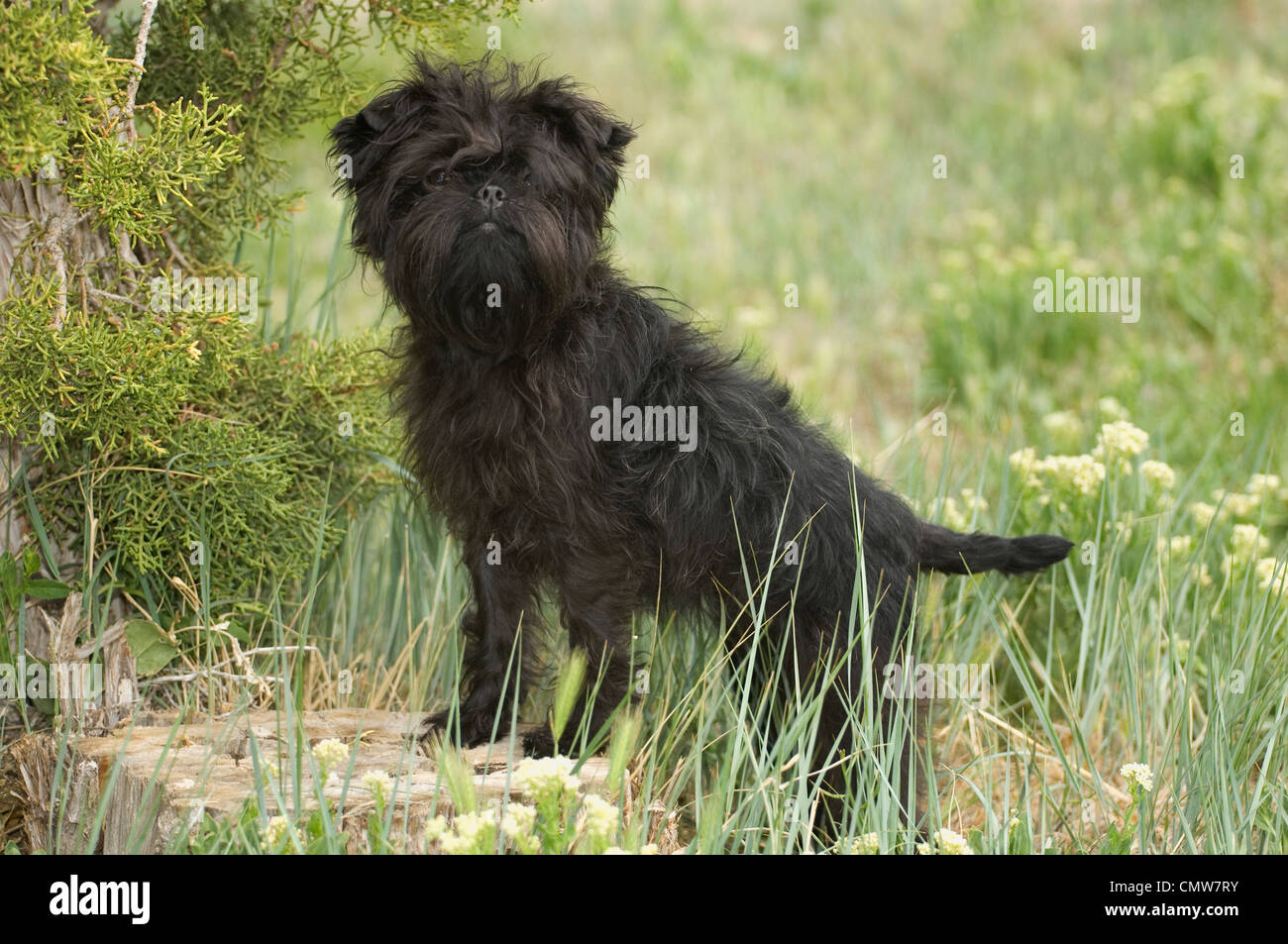 Affenpinscher puppy with paws on stump Stock Photo