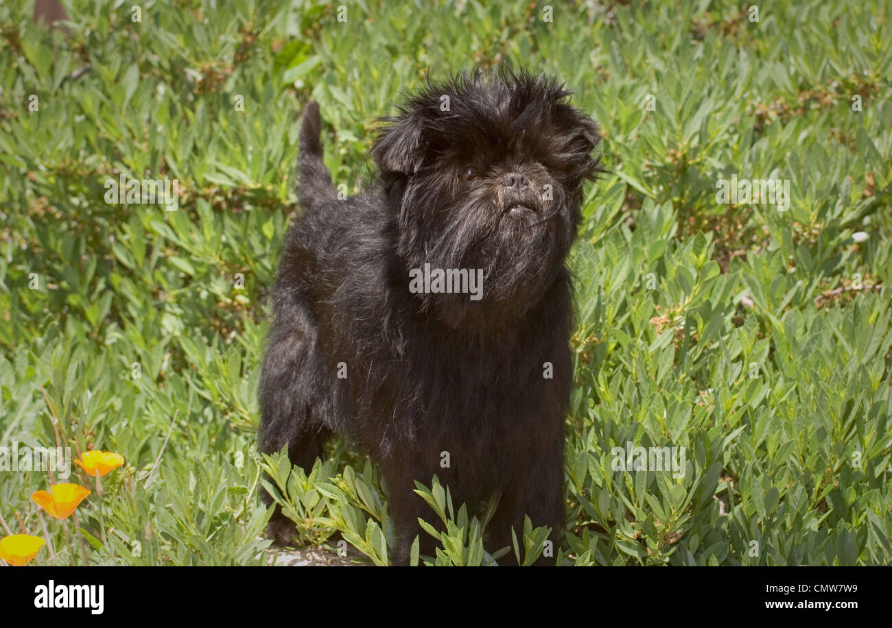 Affenpinscher standing Stock Photo