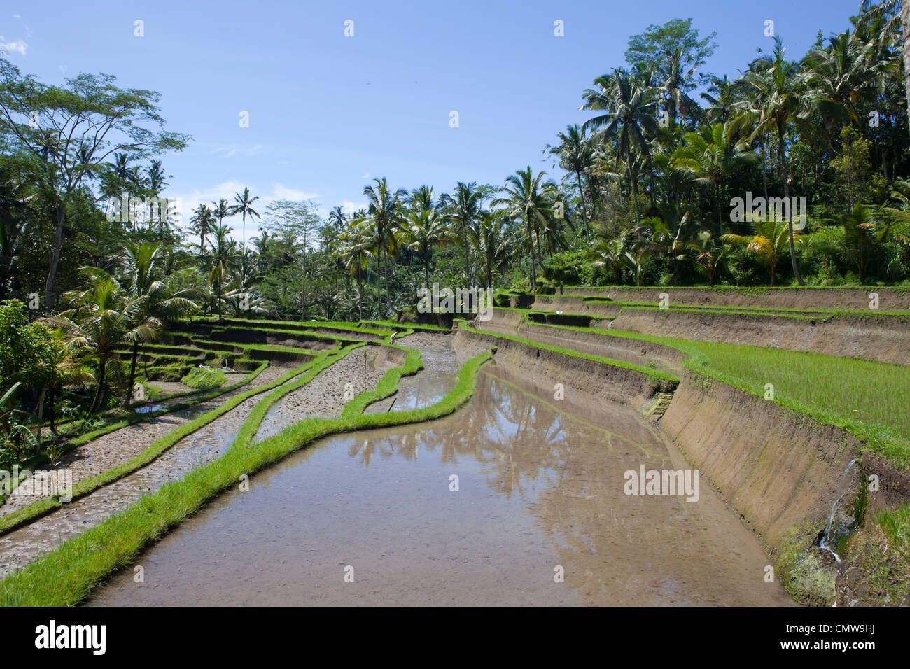 Rice Terrace, Bali, Indonesia Stock Photo