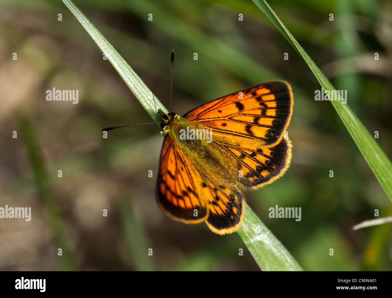 New zealand butterfly hires stock photography and images Alamy