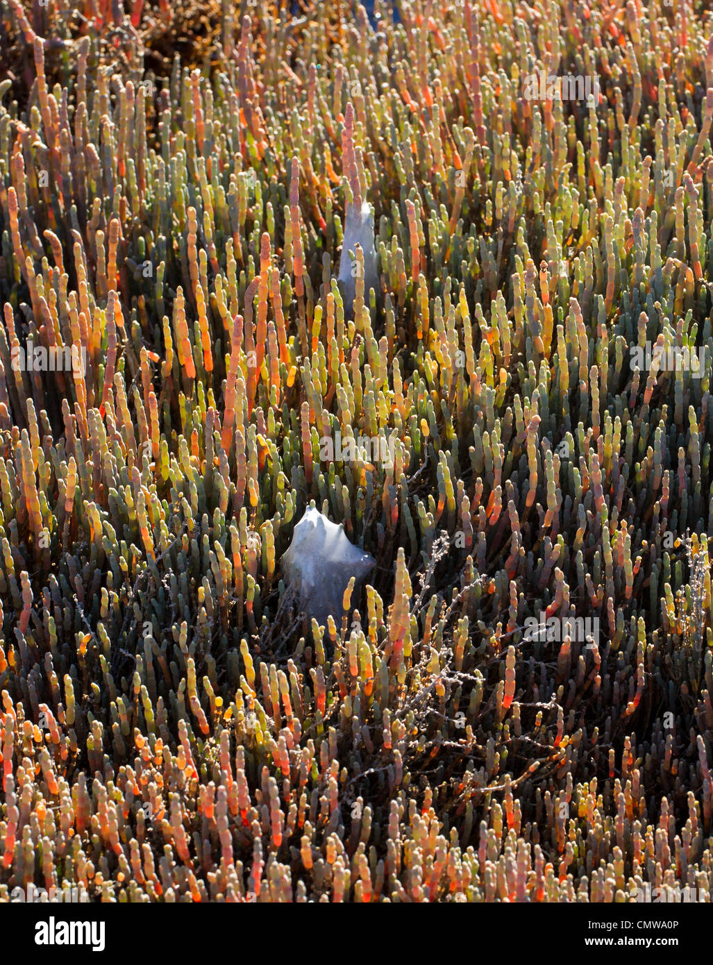 Salicornia australis (synonym sarcocornia quinqueflora, chicken claws) growing in a salt marsh; also nurseryweb spider nests. Stock Photo