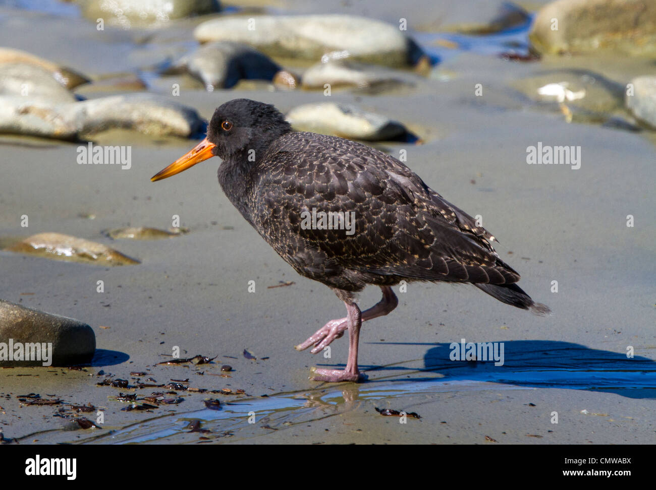 Variable oystercatcher (Haematopus unicolor) feeding on the beach.  They are polymorphic: this is the black variant. Stock Photo