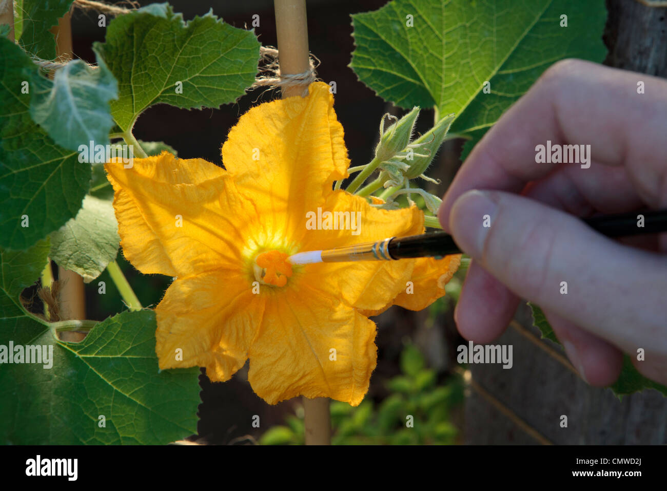Hand pollinating a female squash flower with pollen from the male flower using a brush. Stock Photo