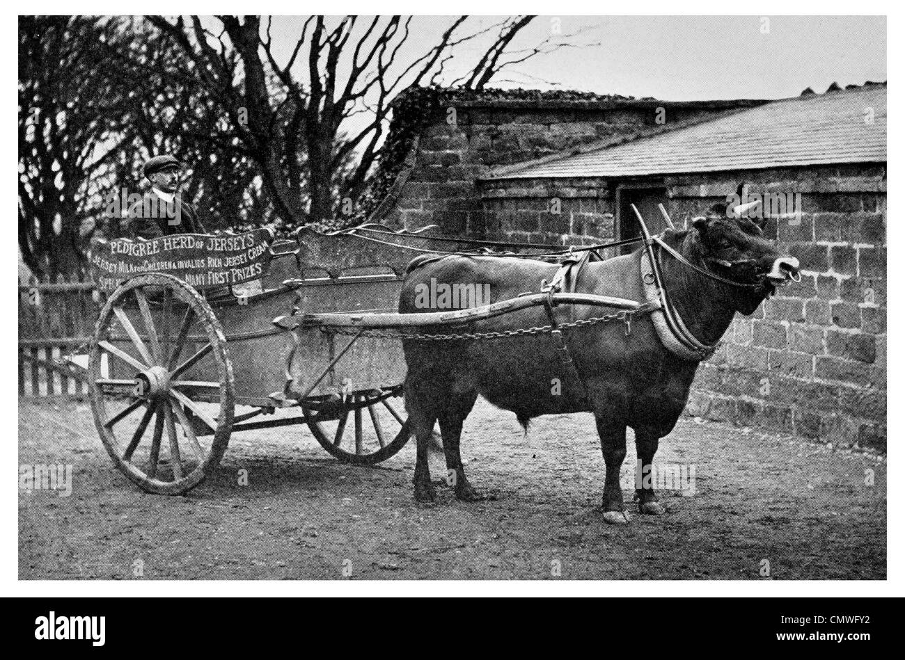 1925 Bull Cart Scotland Stock Photo