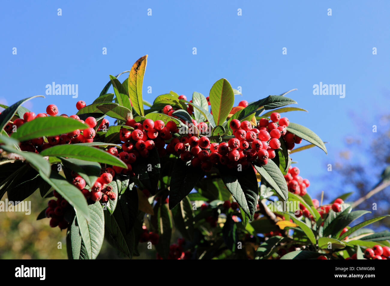 3688. Cotoneaster berries, UK Stock Photo
