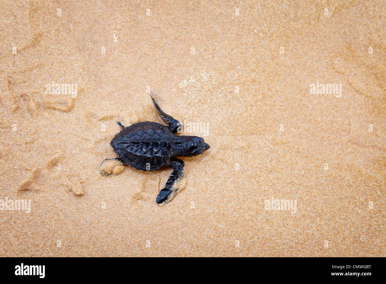 Sri Lanka - young turtle hatchery realised into the ocean, Koggala beach, village near Galle Stock Photo