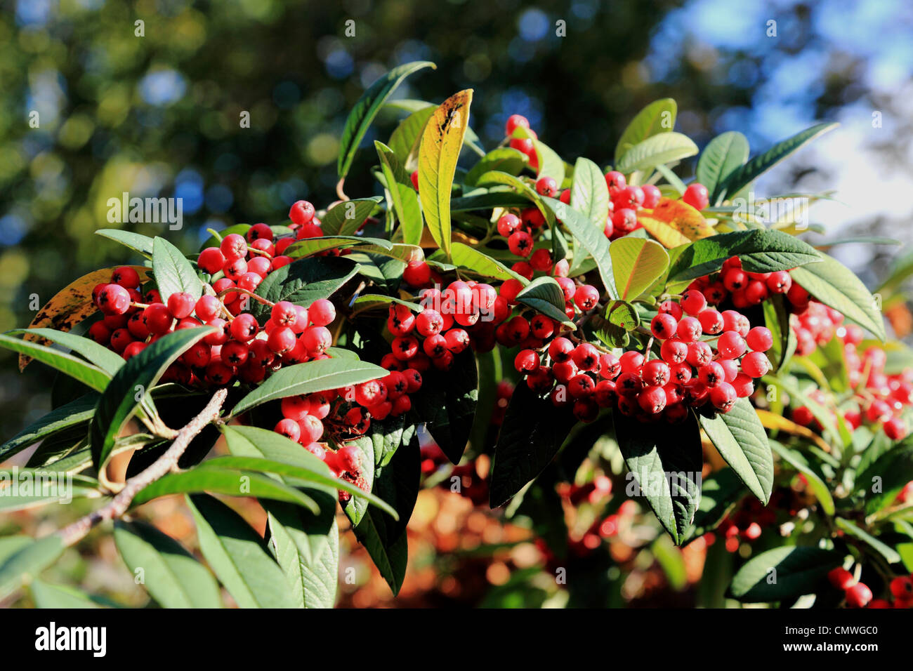 3689. Cotoneaster berries, UK Stock Photo