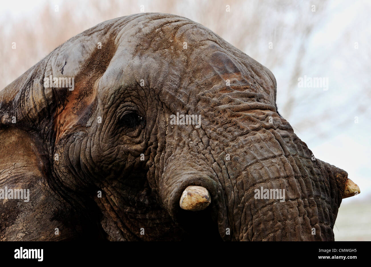 3695. Old male elephant, Howletts Zoo Park, Kent, UK Stock Photo Alamy