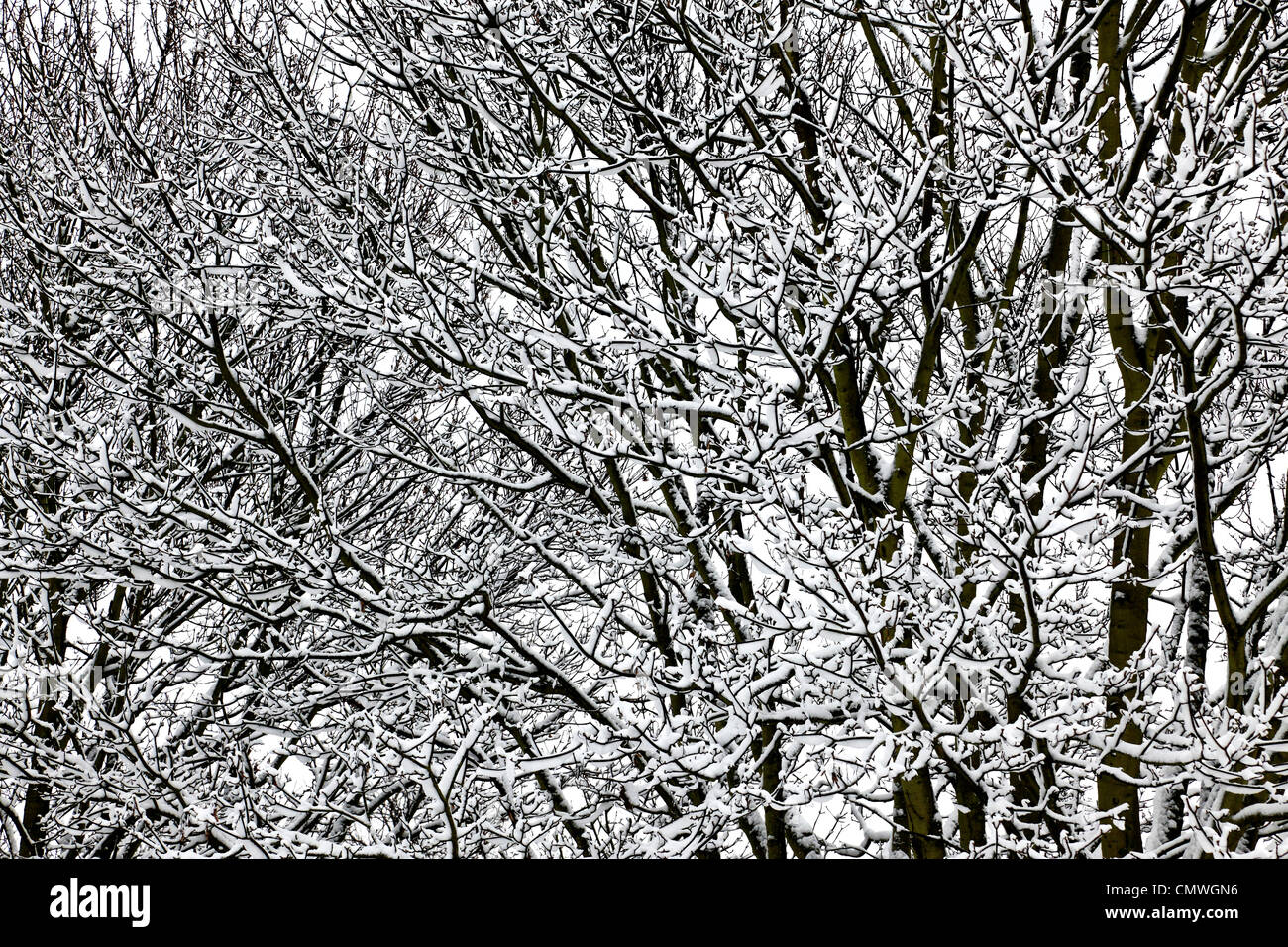 3699. Snow on trees, Kent, UK Stock Photo