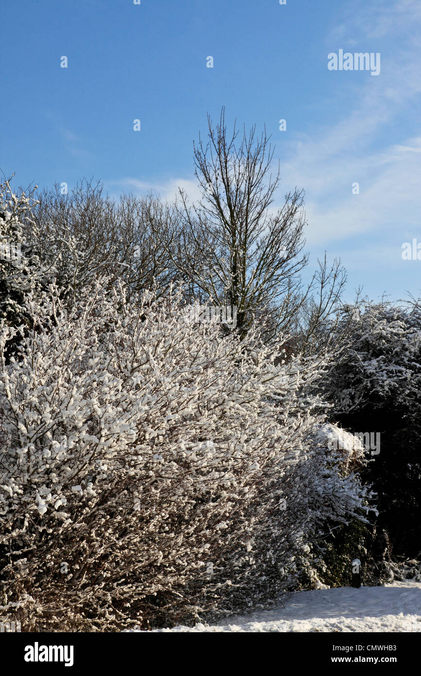 3713. Snow on trees, Kent, UK Stock Photo