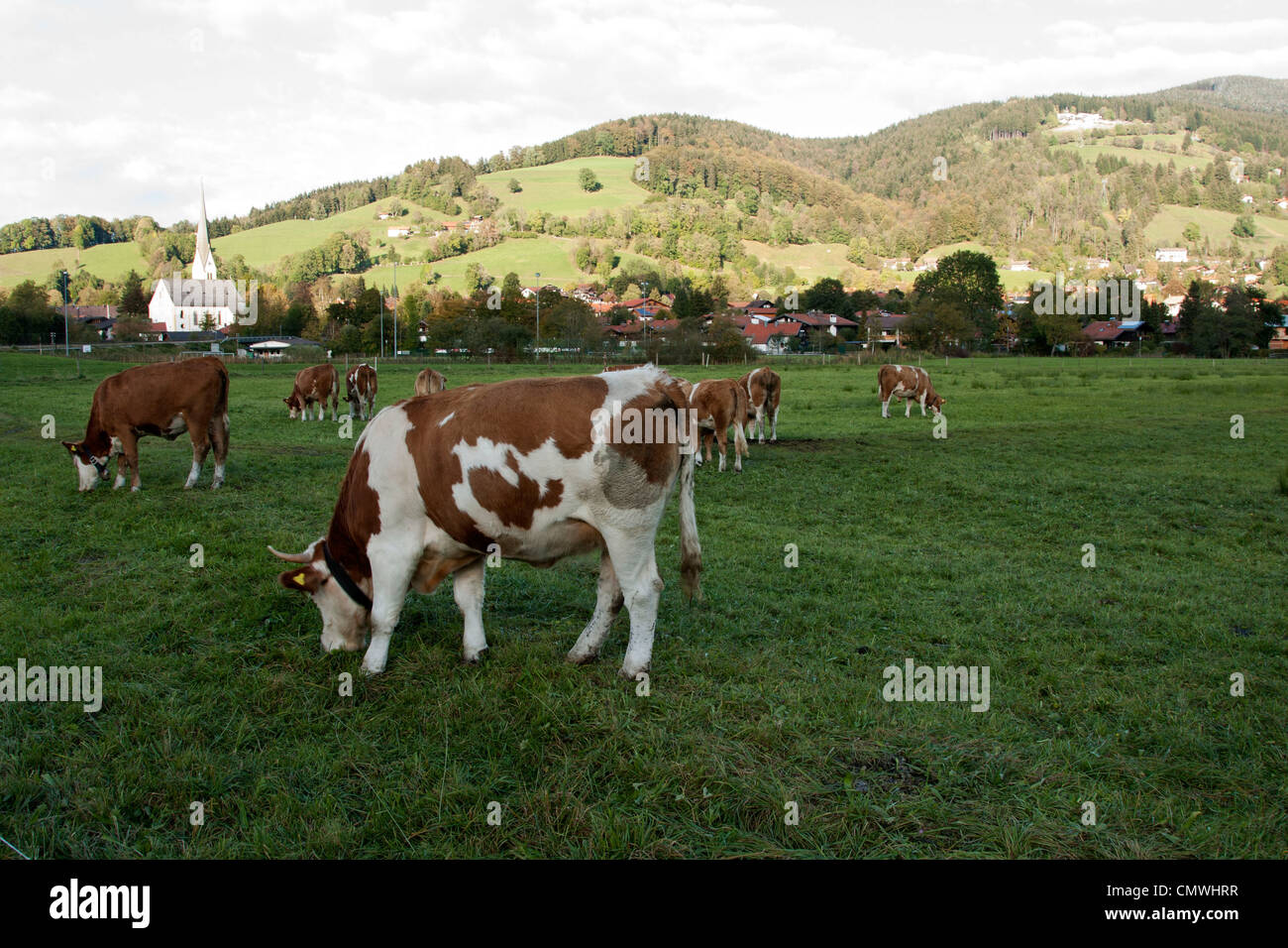 Cows grazing in an open field Stock Photo