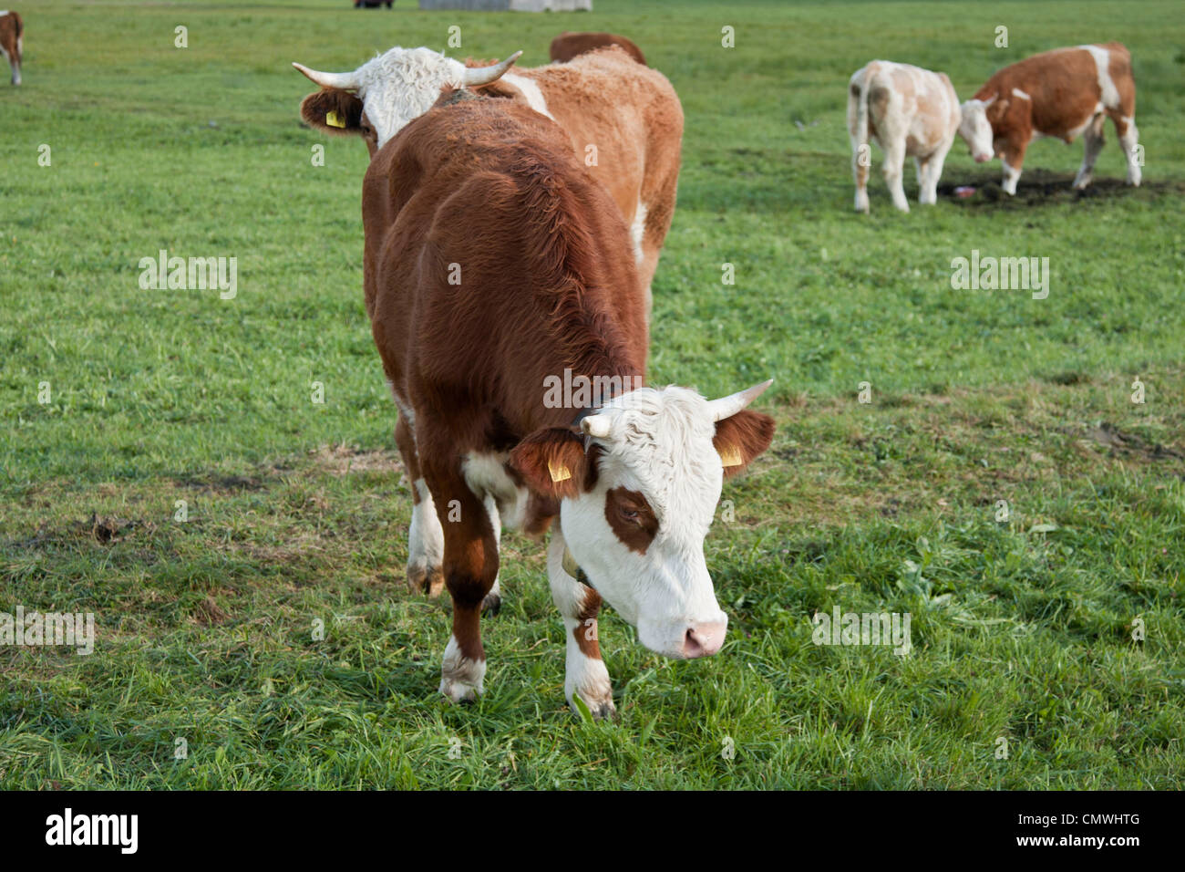 Cows grazing in an open field Stock Photo
