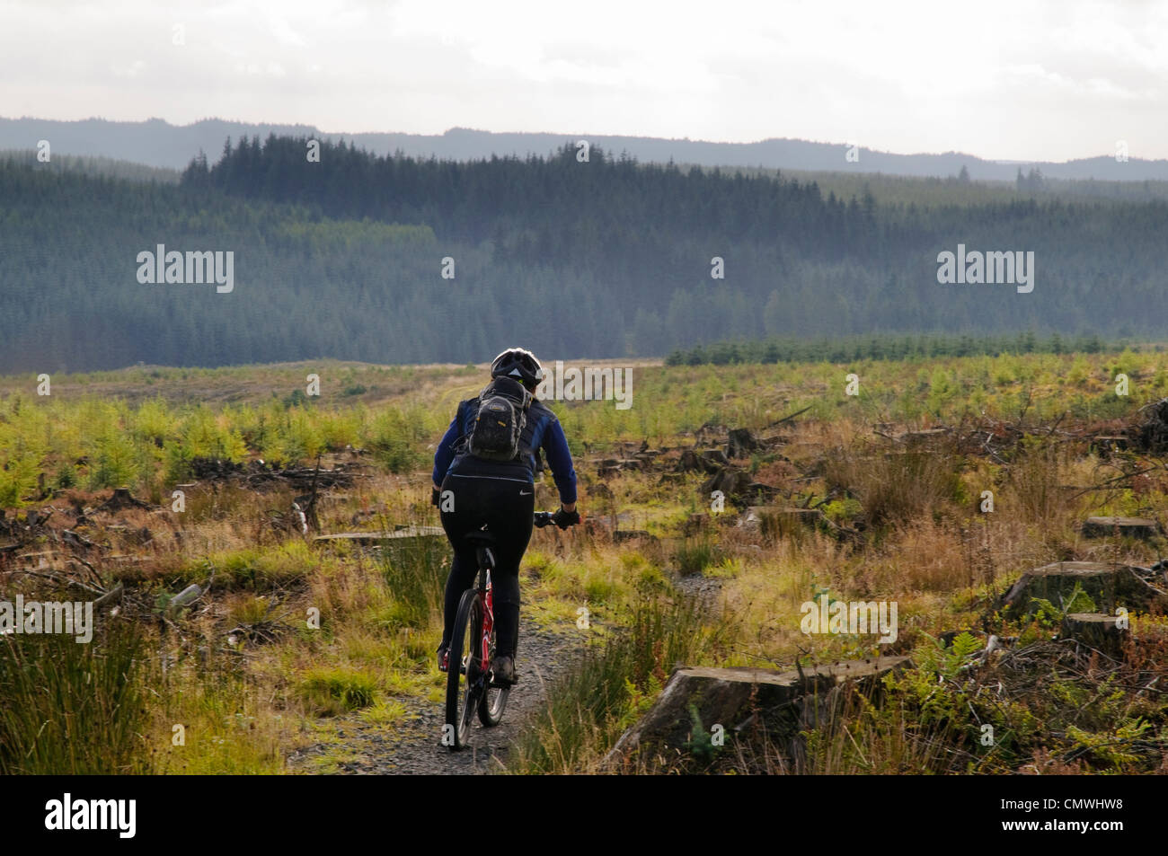 Female mountain biker at Newcastleton, one of the 7Stanes centres in southern Scotland Stock Photo