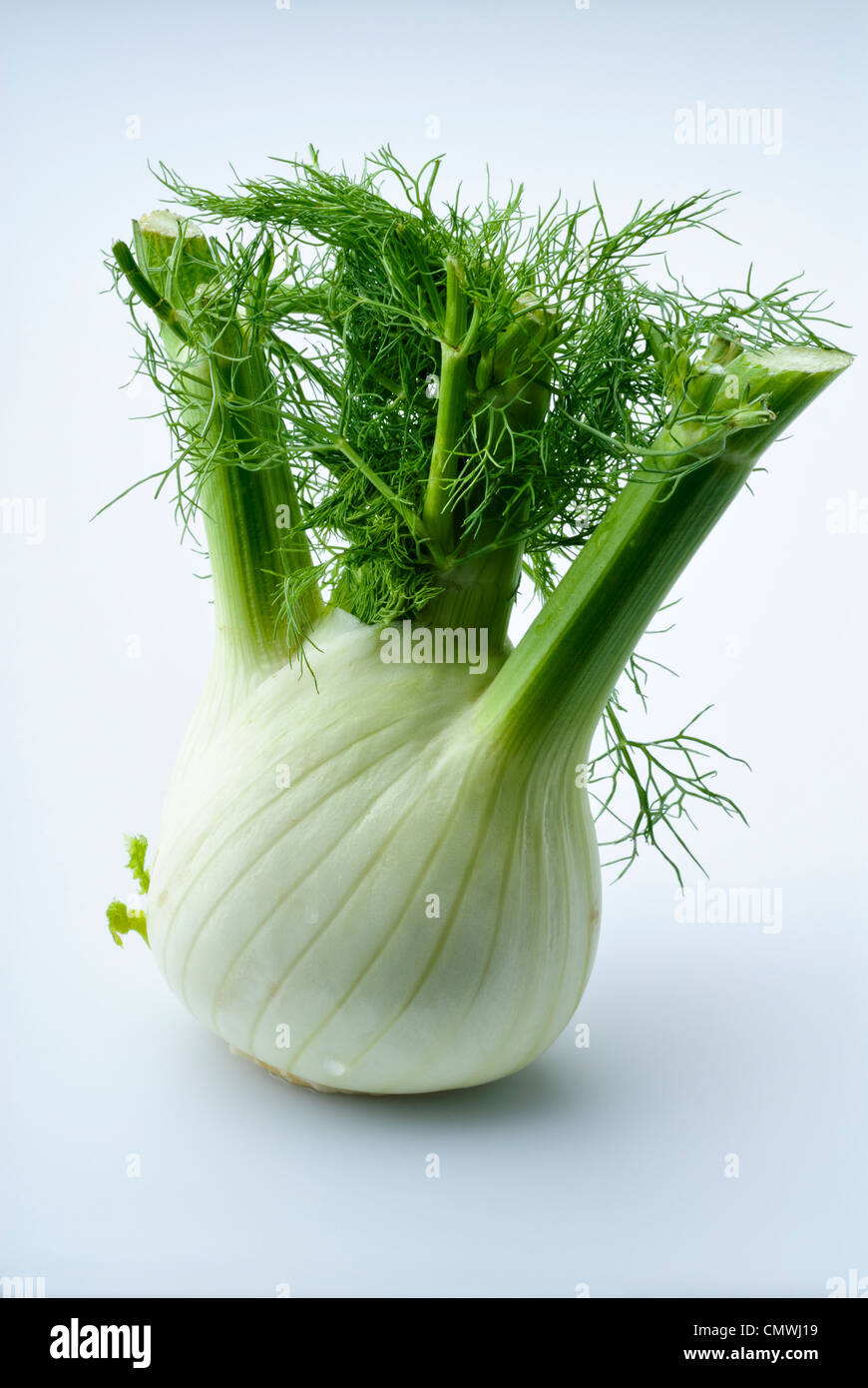 Fennel fresh washed with water drops Stock Photo Alamy