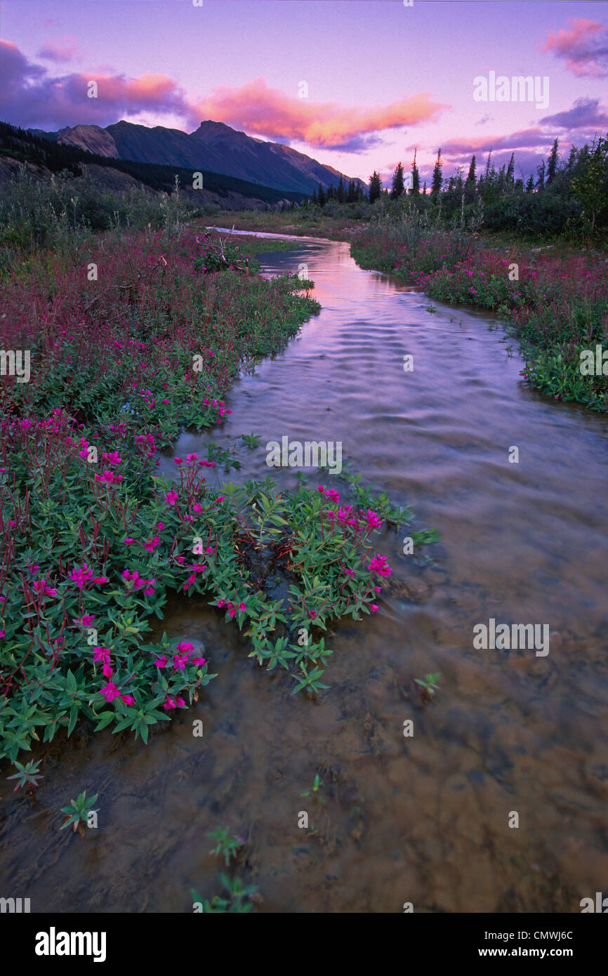 Dwarf Fireweed (Epilobium latifolium) on side channel of Snake River with MacKenzie Mountains in the background, Mayo, Yukon Stock Photo