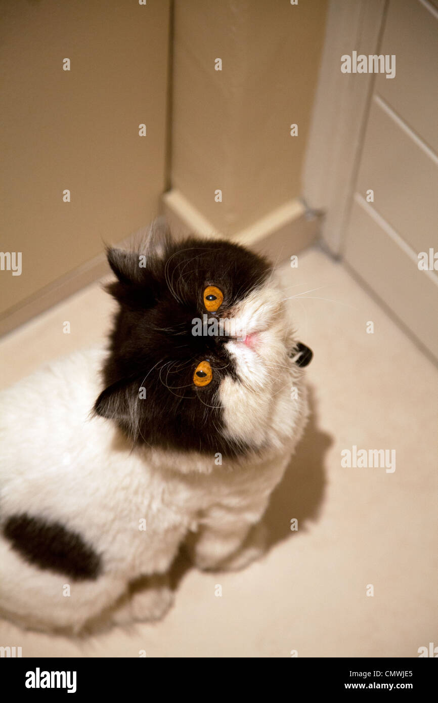 Persian Cat With Lion Cut Waiting At Front Door Stock Photo