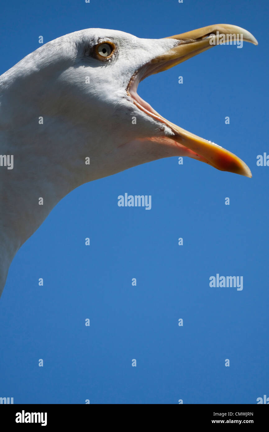 Herring Gull calling Stock Photo Alamy