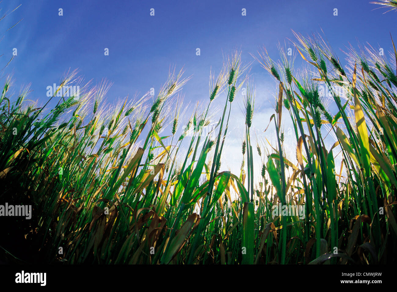 Barley Field, near Dugald, Manitoba Stock Photo