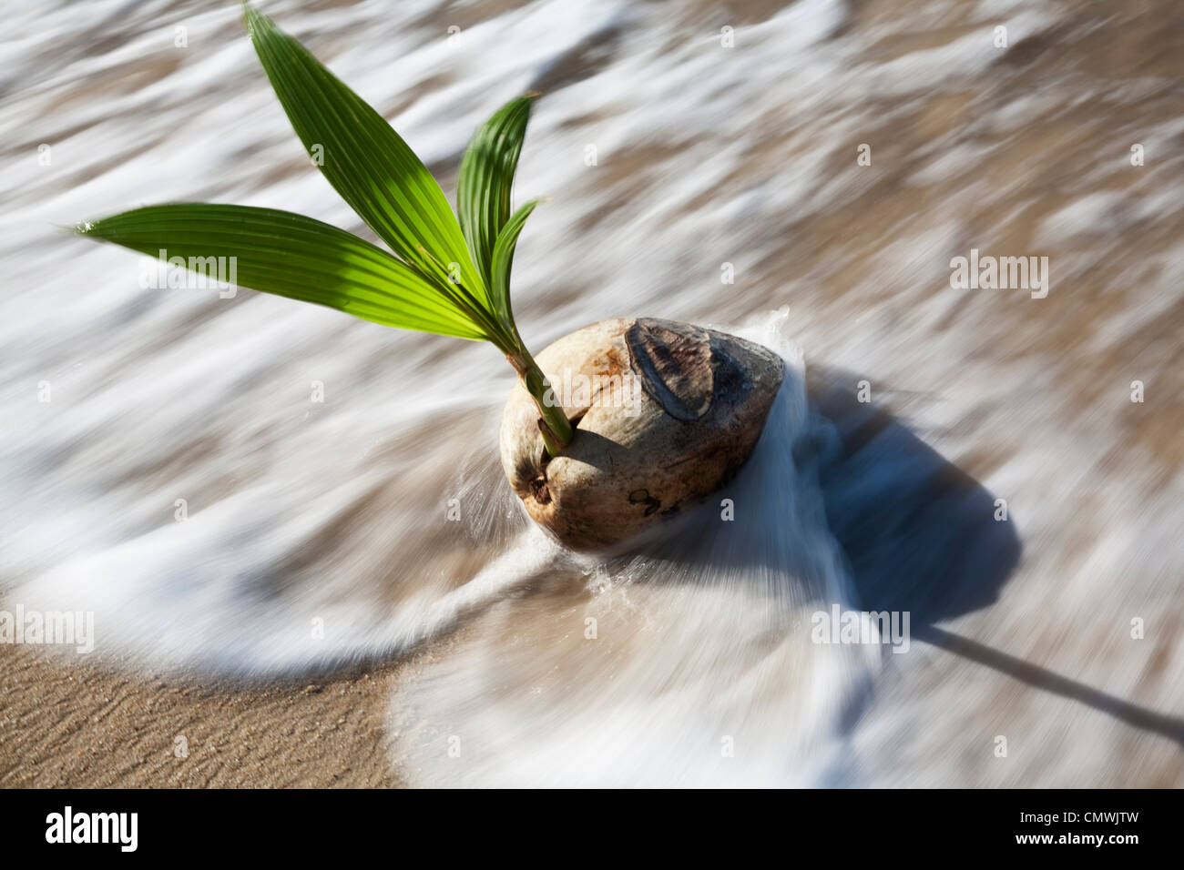 Coconut palm washed up on beach. Palm Cove, Cairns, Queensland