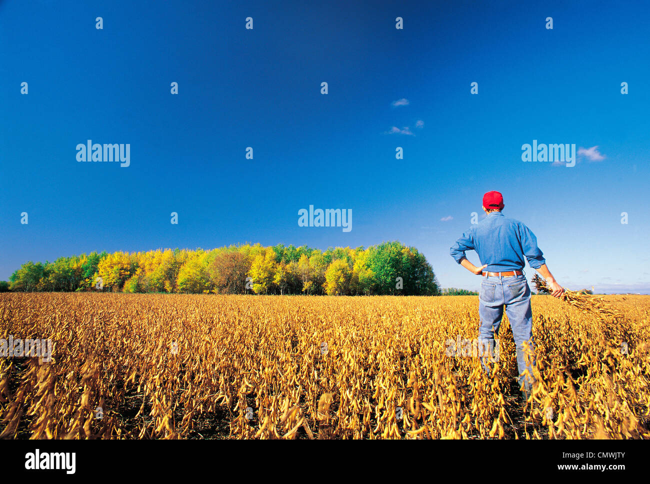 Farmer looks out over a Harvest ready soybean Crop, near Lorette, Manitoba Stock Photo