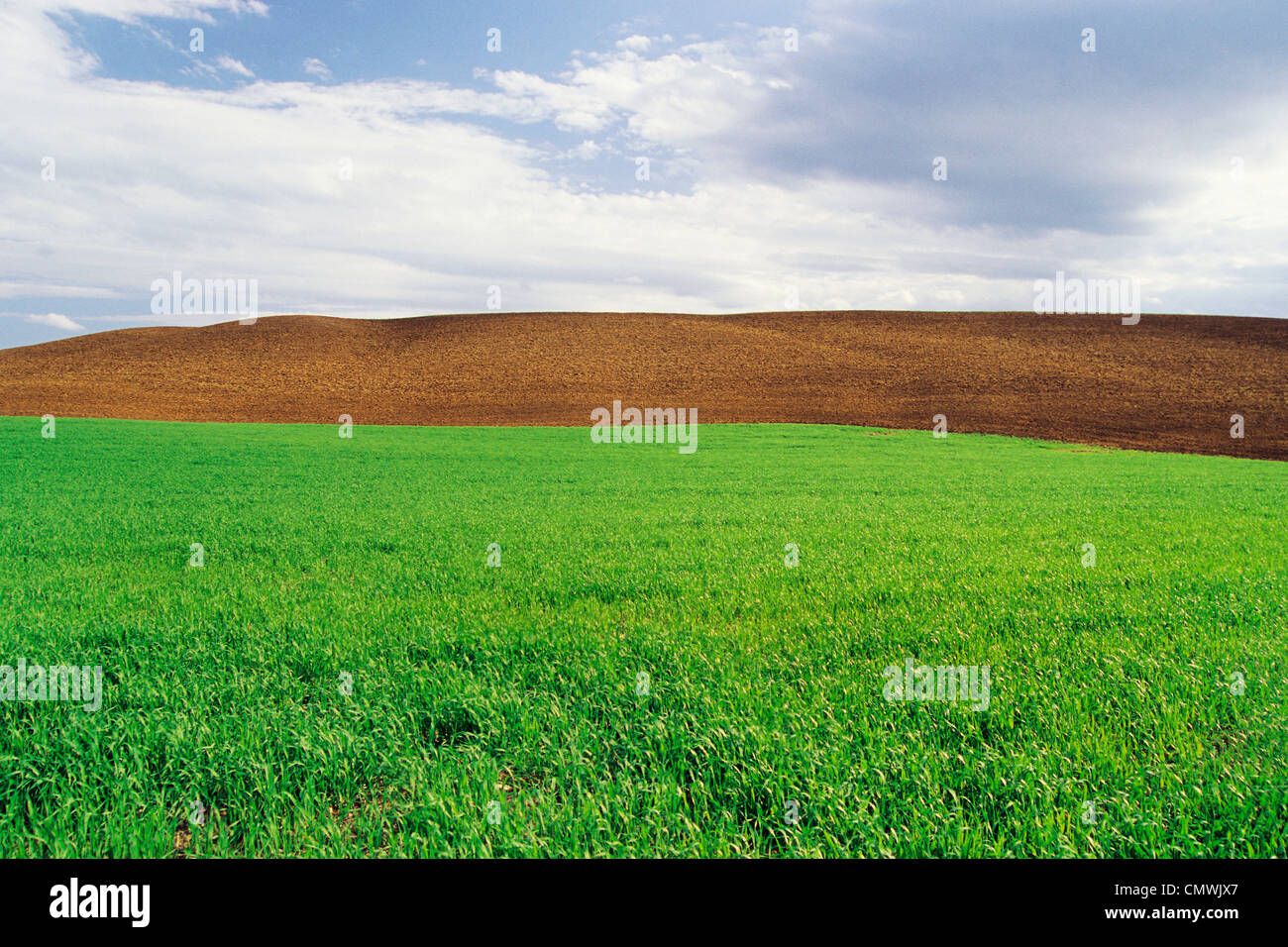 Farmland with Early Growth Grain in the foreground and Newly Seeded Field in the background, Tiger Hills, Manitoba Stock Photo