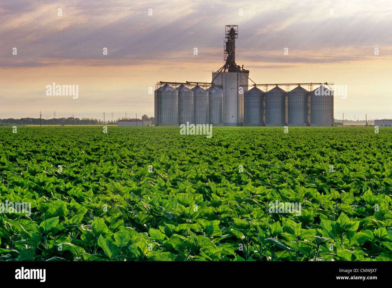 Inland Grain Terminal with Sunflowers in the foreground near Winnipeg, Manitoba Stock Photo