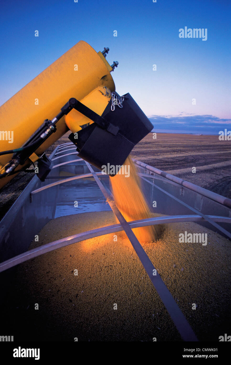 Farm Truck being loaded with Soybeans during the Harvest, near Lorette, Manitoba Stock Photo