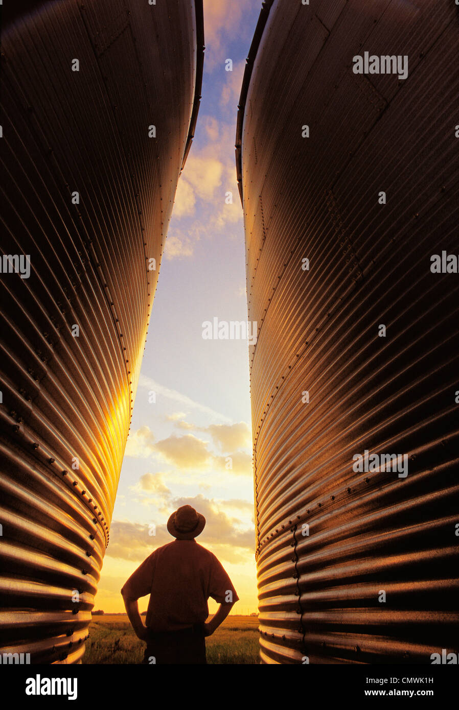Farmer Standing between Grain Silos looking out over Barley Field near Dugald, Manitoba Stock Photo
