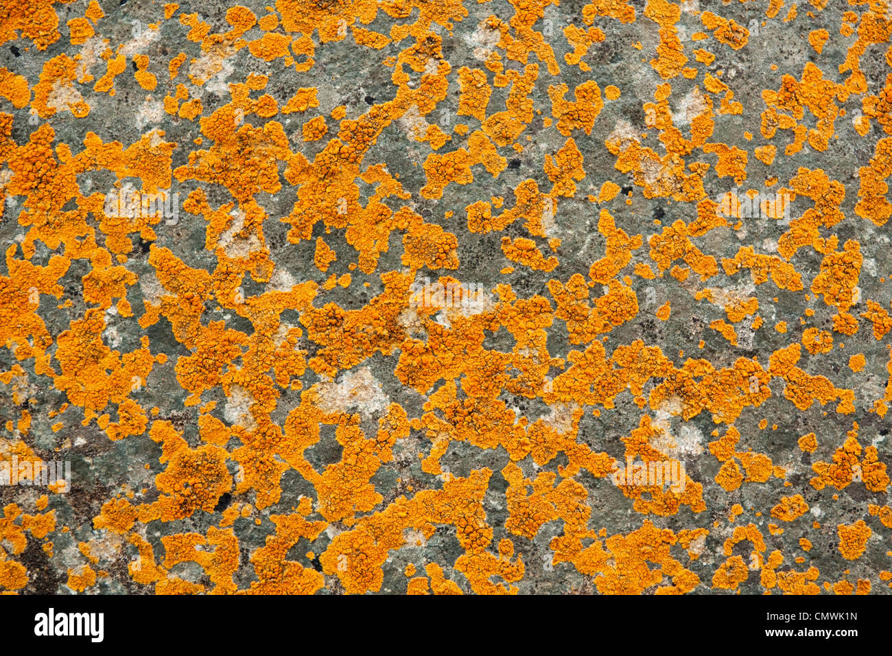 Lichen on a Rock Stock Photo