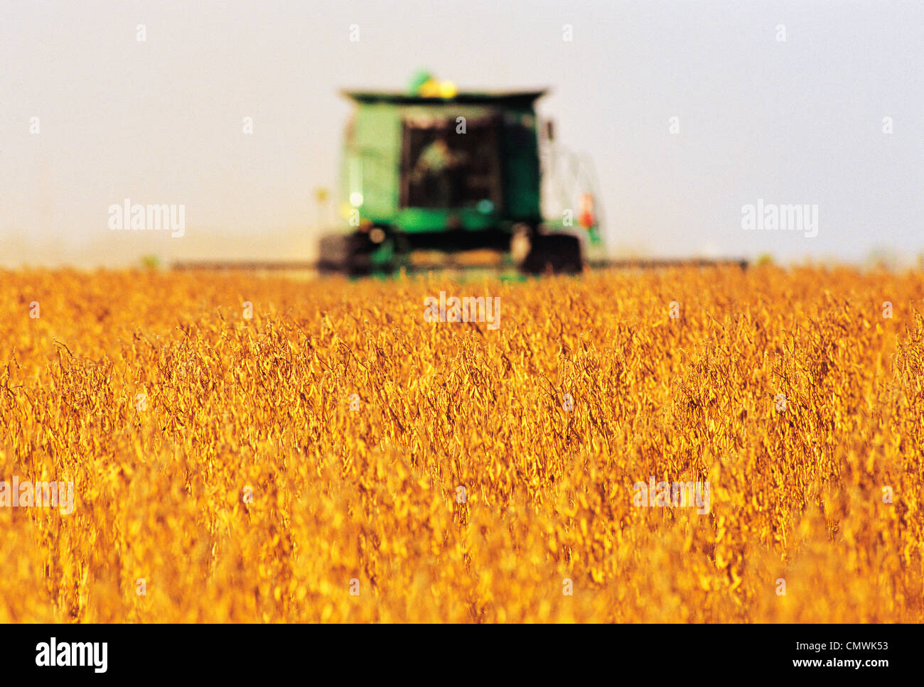 Field of Harvest ready Soybeans with an out of focus Combine, near Niverville, Manitoba Stock Photo