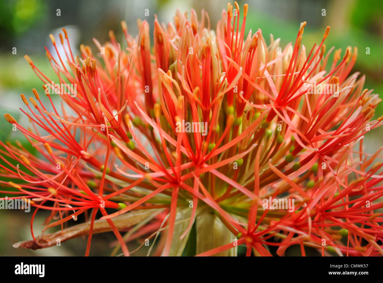 Scadoxus multiflorus, blood lily  or the fireball lily Stock Photo