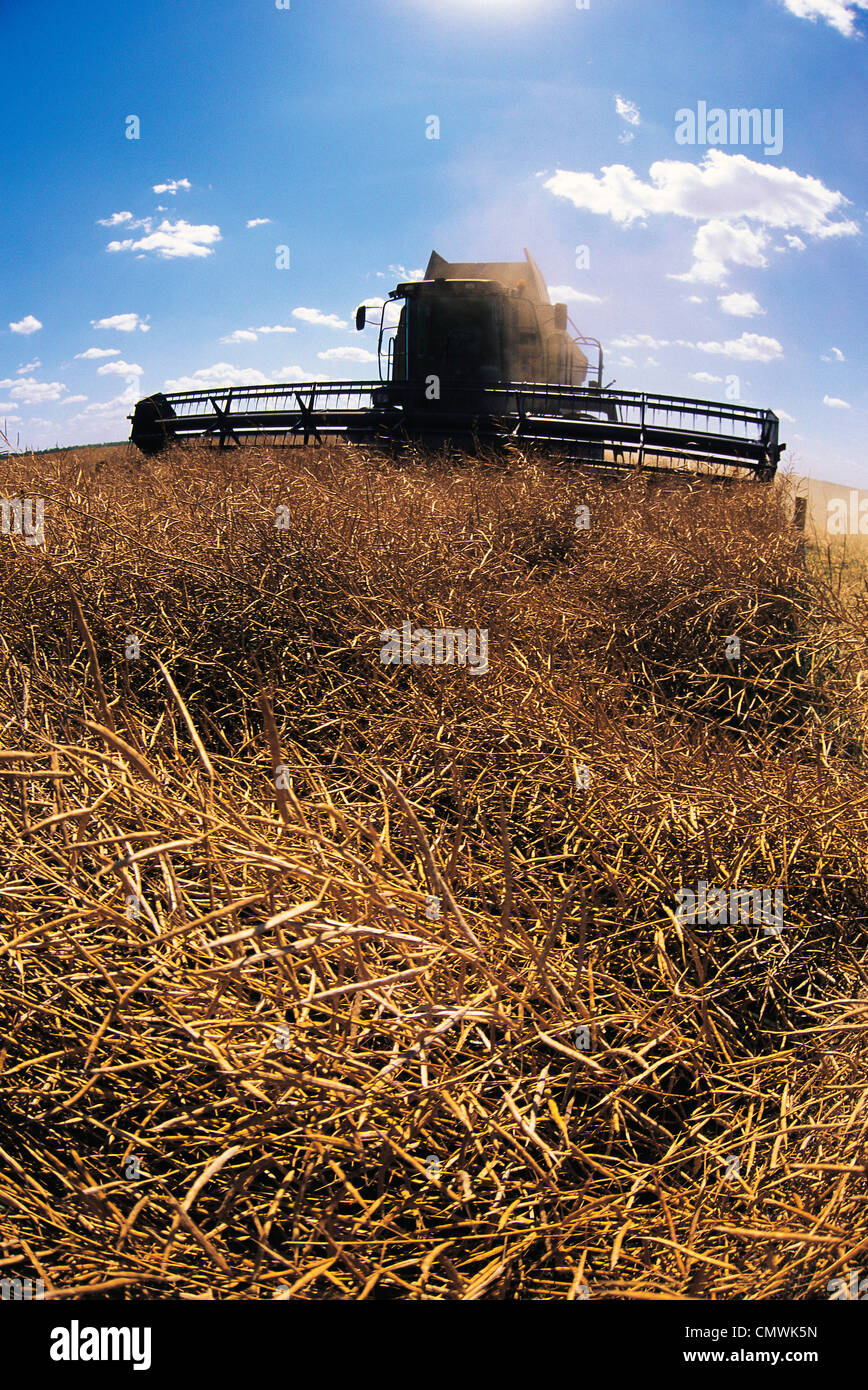 Artist's Choice: A Combine Straight Cuts Harvest ready Canola near Morris, Manitoba Stock Photo