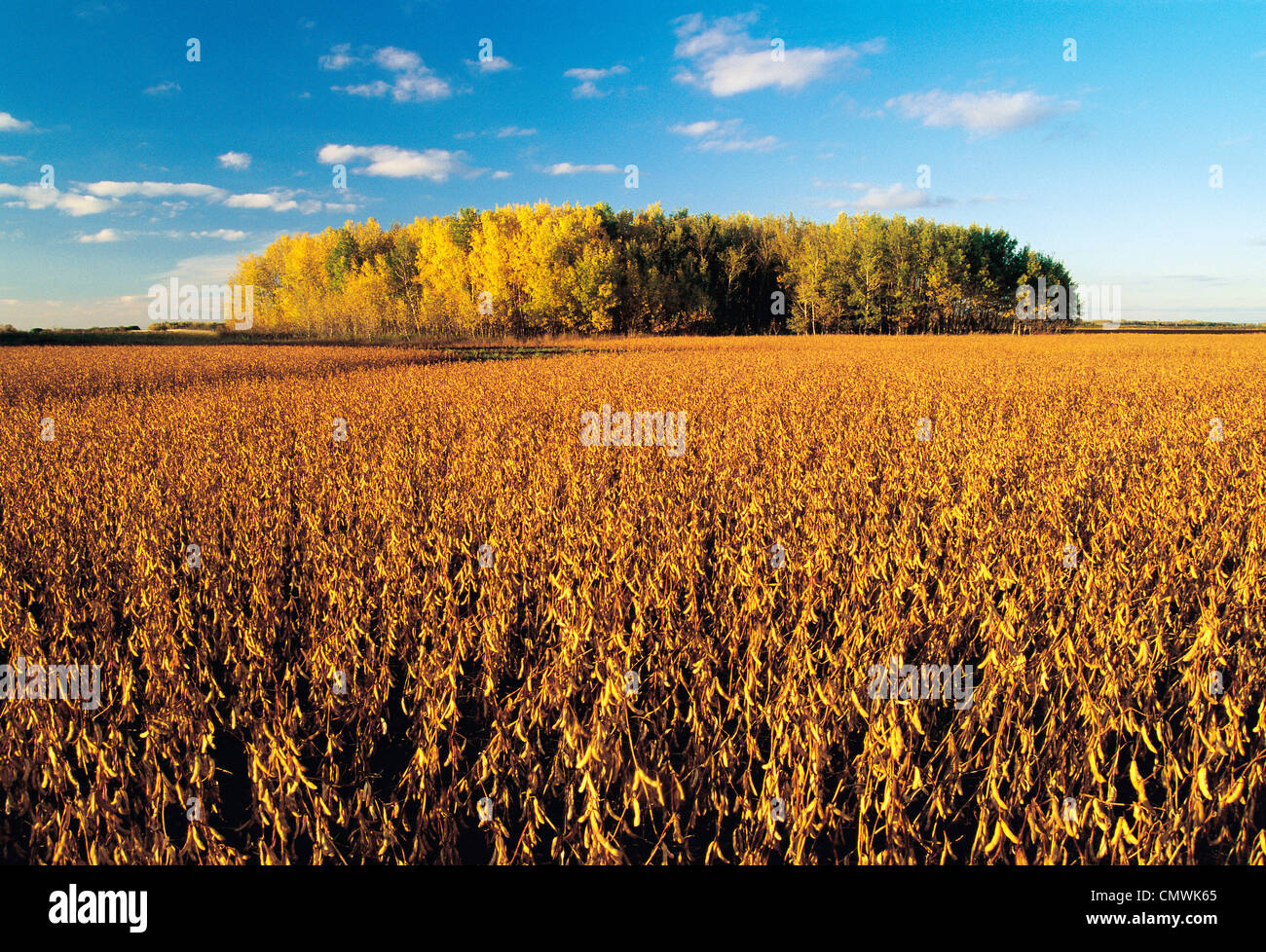 Field of Harvest ready Soybeans, near Lorette, Manitoba Stock Photo