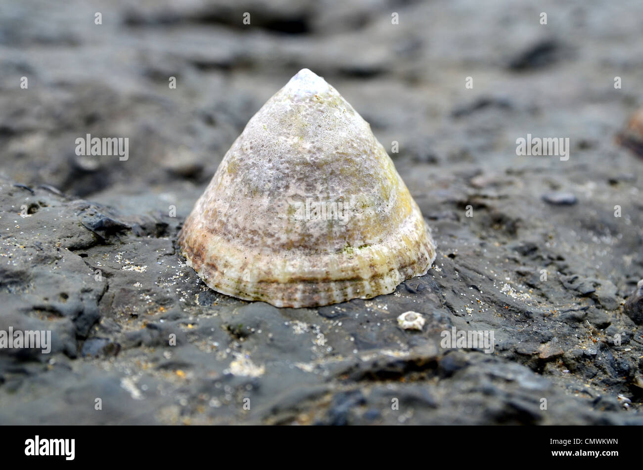 Northsea beach hi-res stock photography and images - Alamy