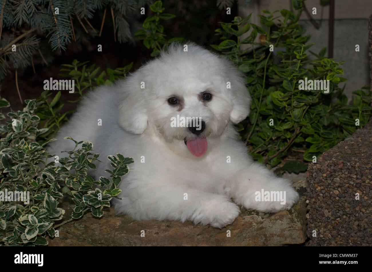 Bichon Frises puppy lying down Stock Photo Alamy