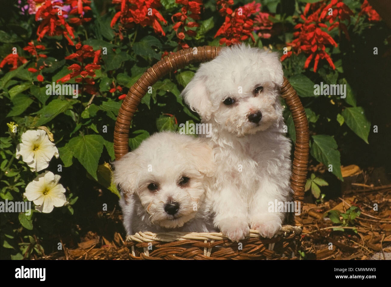 Bichon Frises puppies in basket Stock Photo