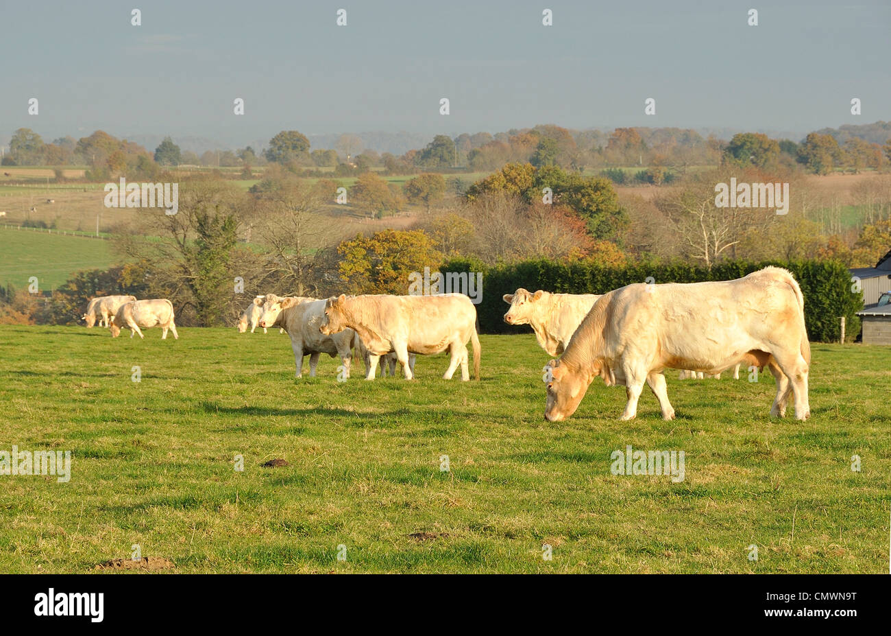 Charolais beef hires stock photography and images Alamy