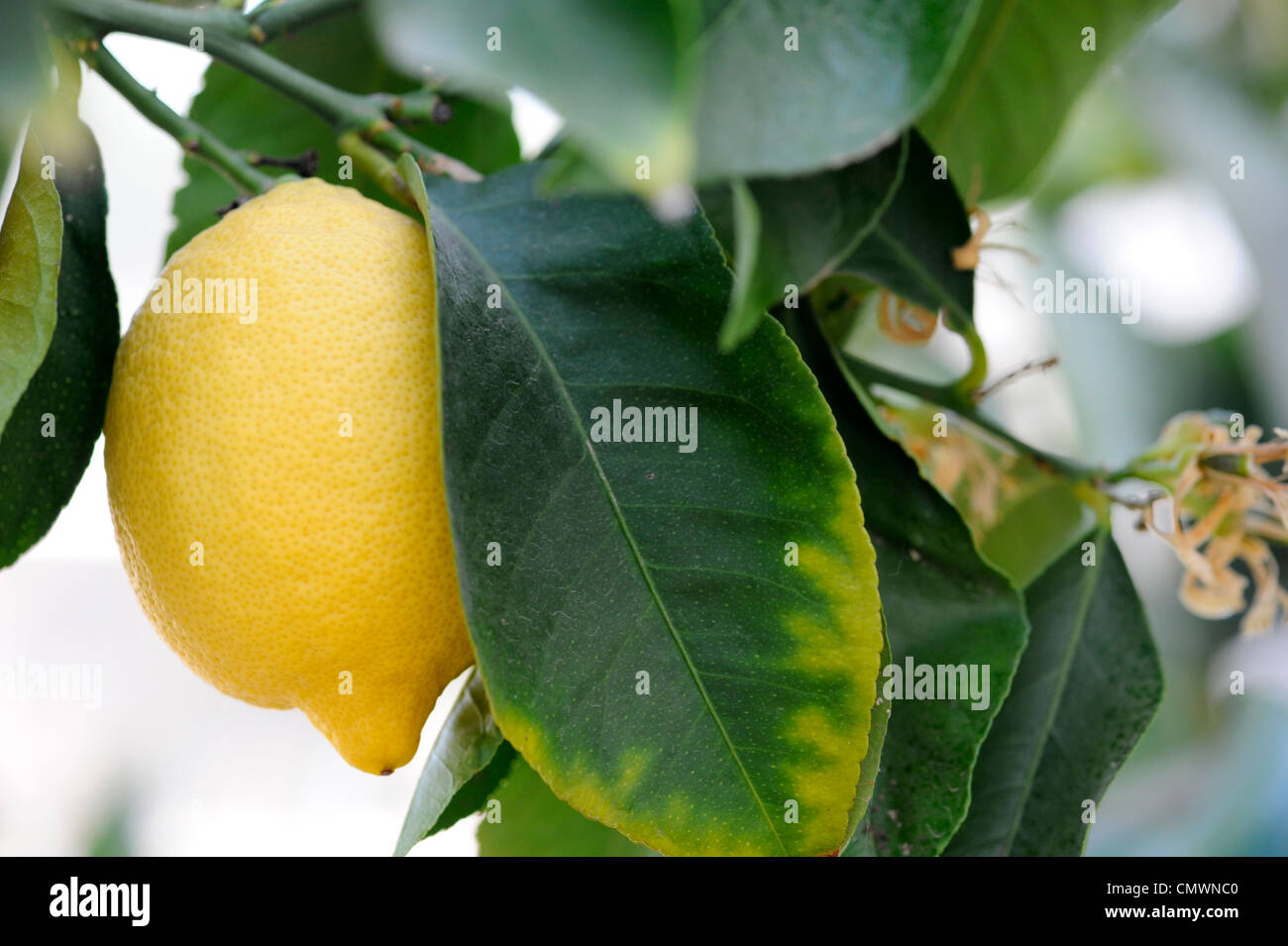 Citrus limon 'four seasons' . Lemon fruit on tree at RHS Wisley gardens, Surrey, UK Stock Photo