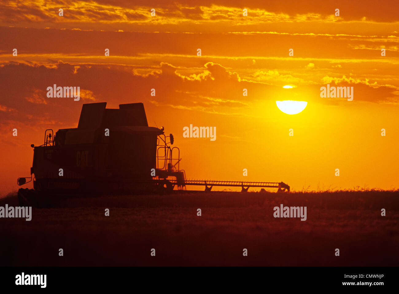 A Combine (harvester) Harvests Winter Wheat at Sunset, near Oakbank, Manitoba Stock Photo