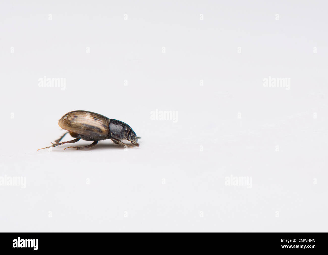 Fauna studio hi-res stock photography and images - Alamy