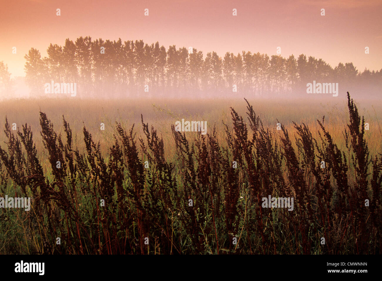 Common Dock (weed) with Aspen Trees in Fog, near St. Adolphe, Manitoba Stock Photo