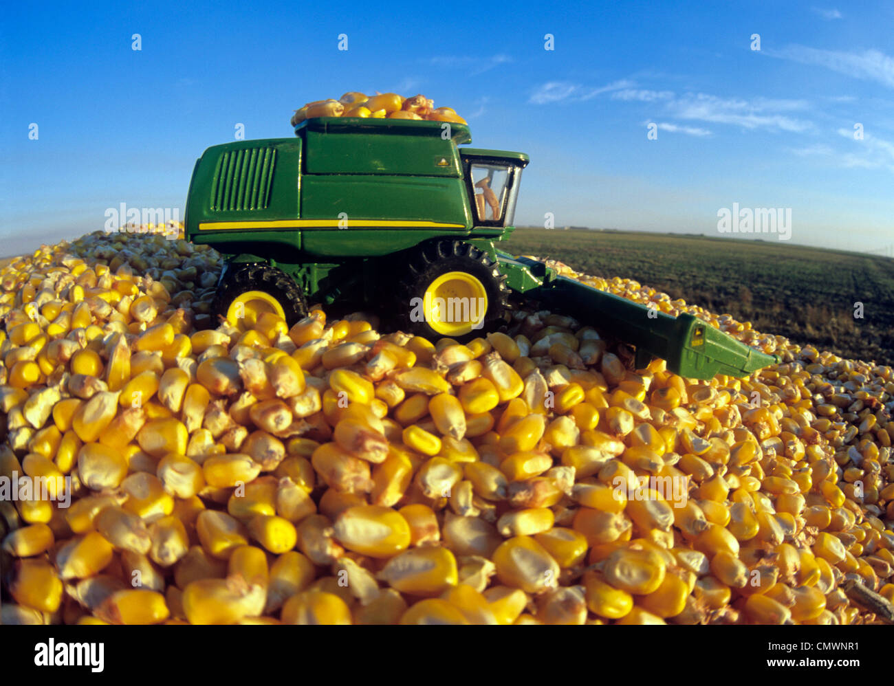 Model Combine on a Pile of Feed Corn, near Niverville Manitoba Stock Photo