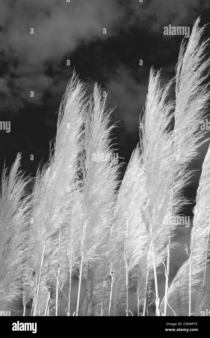 Cortaderia selloana pampass grass Stock Photo