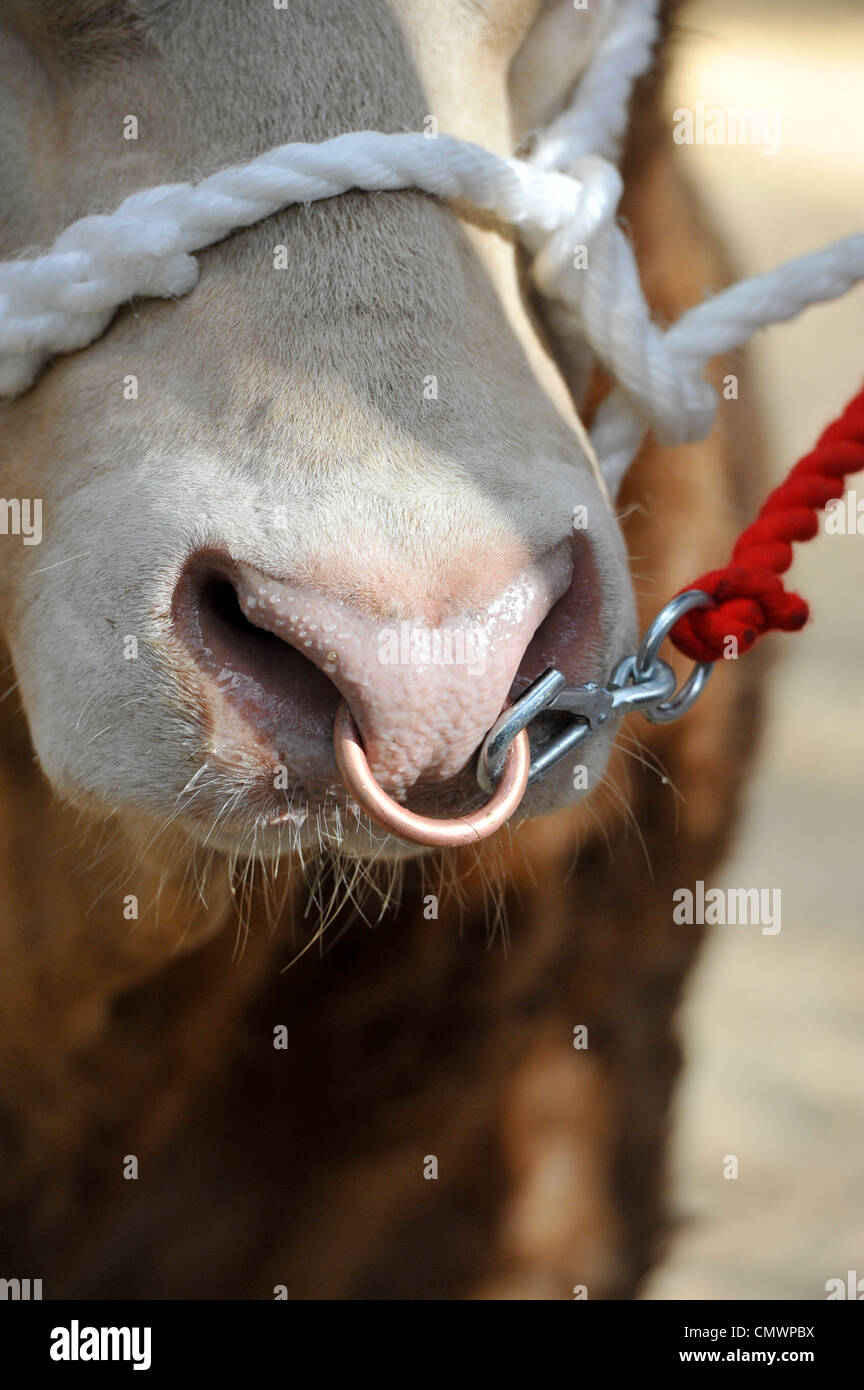 1-5Pcs Buffalo Horn Nose Septum Ring Hoop Steel Horseshoe Ear Ring Piercing  16G | eBay